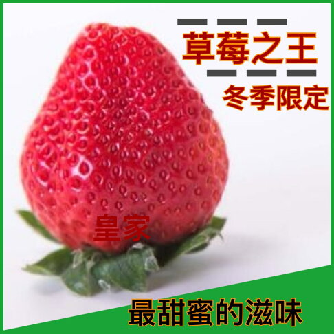 日本空運熊本戀忘/福岡/佐賀/古都華草莓一組(2小盒)【皇家果物】低溫免運 1
