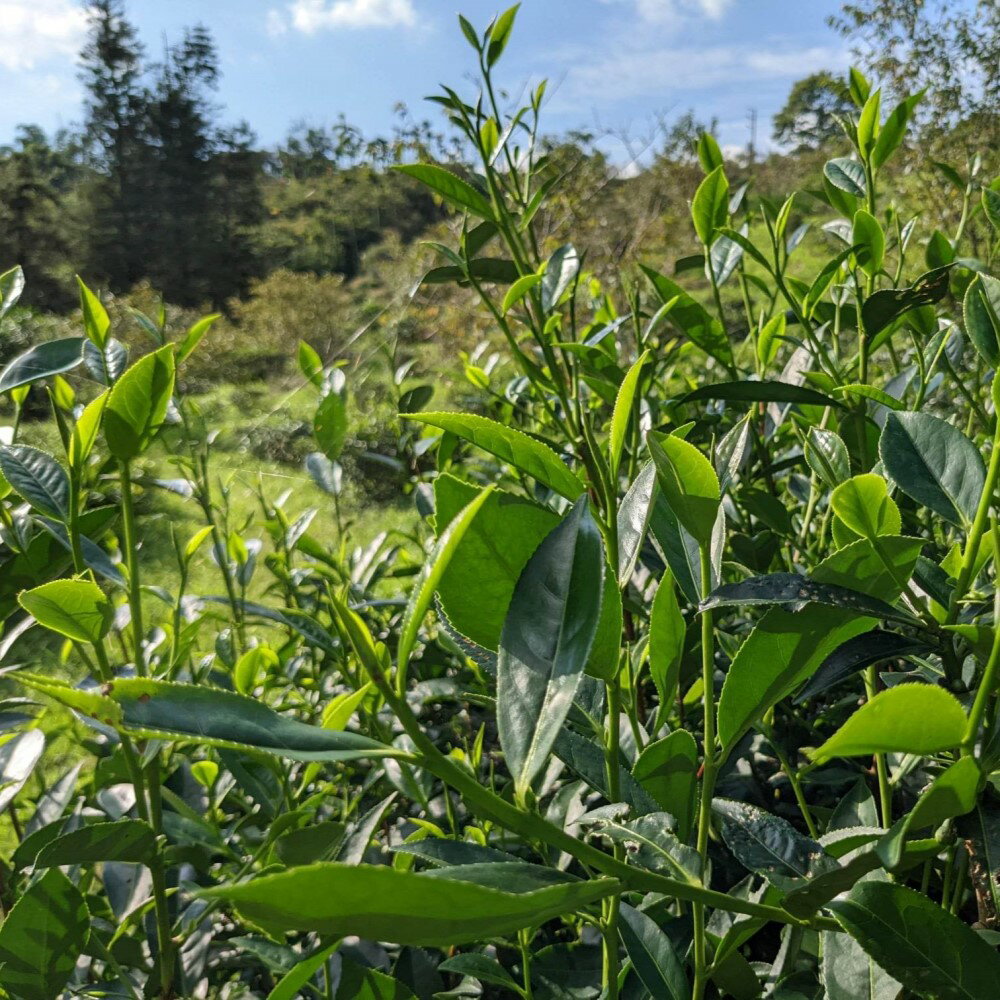 甘明禮盒台灣原生種山茶紅茶(50克x2盒/禮盒) | 甘明職人紅茶| 樂天市場