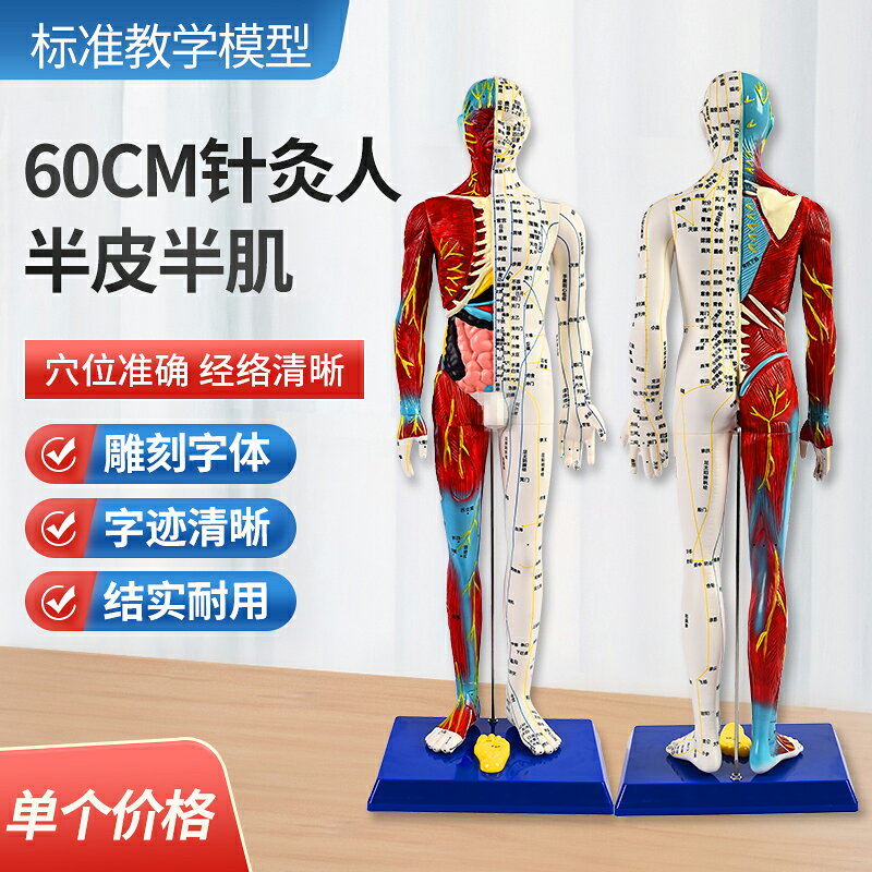 {可打統編 保固一年}人體針灸穴位模型半肌肉骨骼內臟經絡穴位針灸銅人經絡模型人60cm 5