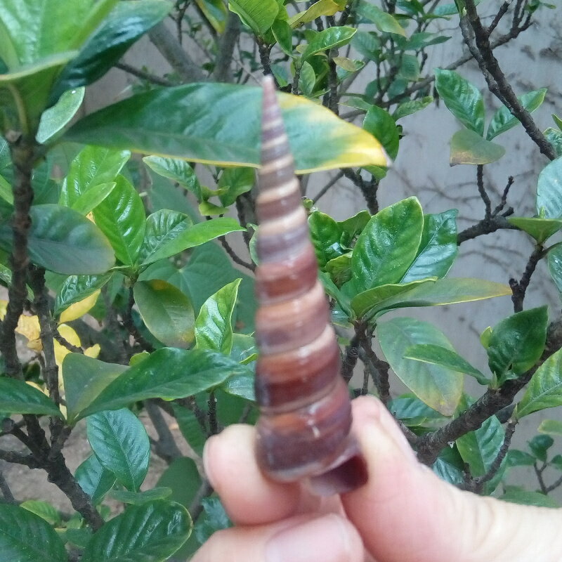 天然海螺貝殼長旋螺 寶塔螺 竹筍螺筆螺手工材料水族魚缸造景裝飾