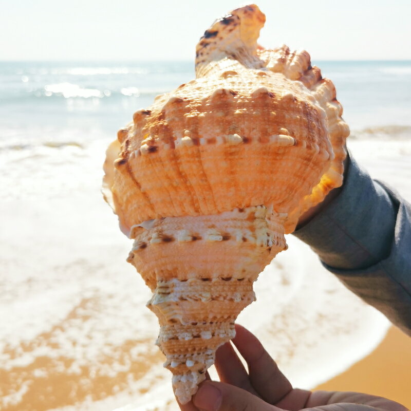 天然真海螺貝殼擺件工藝品魚缸造景海的聲音特大號角可吹玩具深海