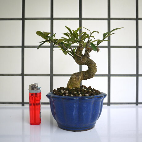 明陽盆栽園 金豆柑 樹高13 左右15 幹徑3 5cm 小品盆景觀賞價值高易開花結果 E 平台 Rakuten樂天市場 明陽盆栽園 金豆柑 樹高13 左右15 幹徑3 5cm 小品盆景觀賞價值高易開花結果 E 平台 Rakuten樂天市場