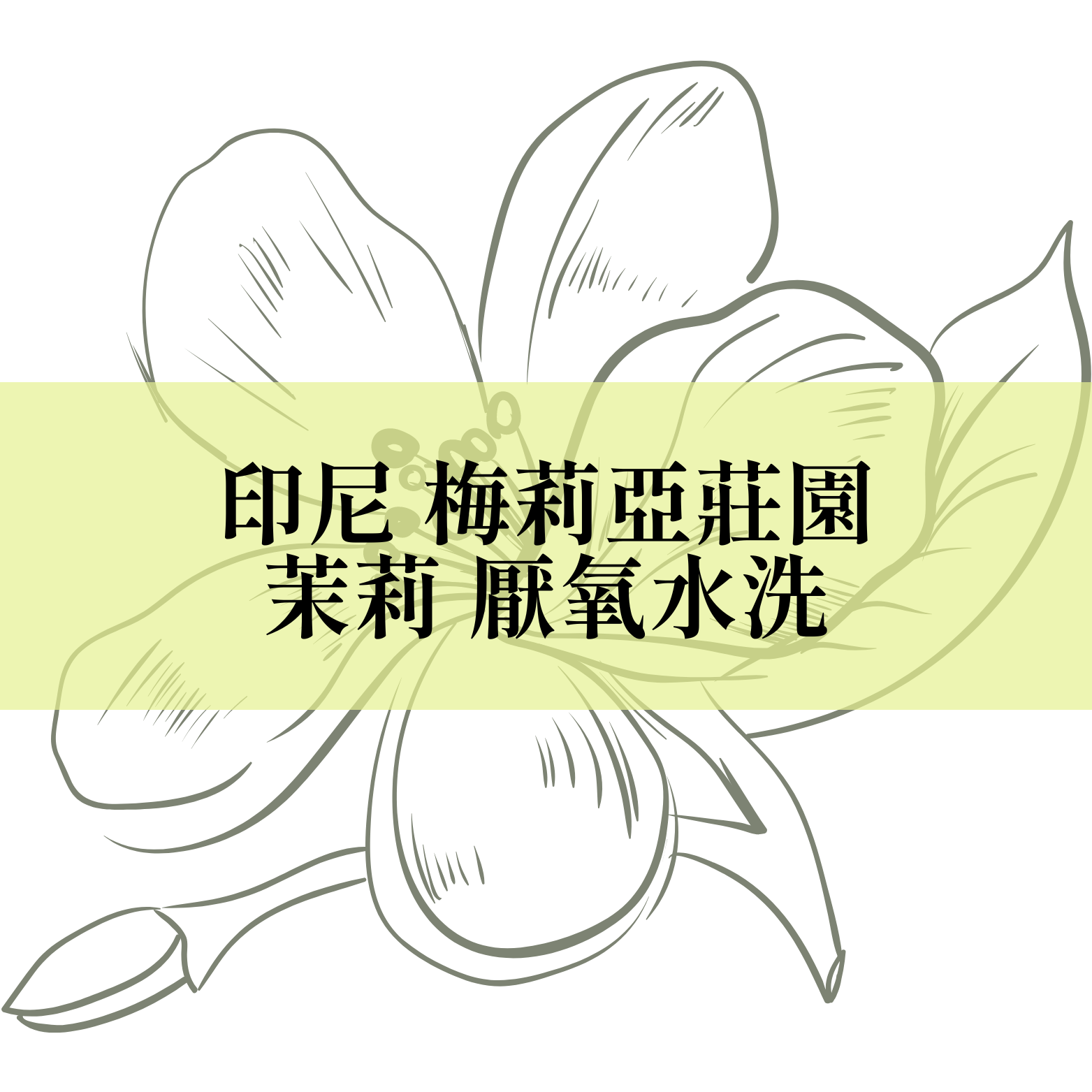 【咖啡匙 咖啡豆】印尼 梅莉亞莊園 茉莉 厭氧水洗 120克/包（約1/4磅）