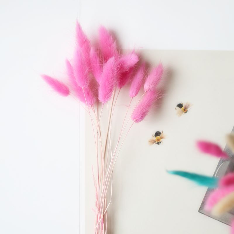 兔尾草原生態家居裝飾擺設藝術干花干草兔尾草拍攝道具小兔尾 2