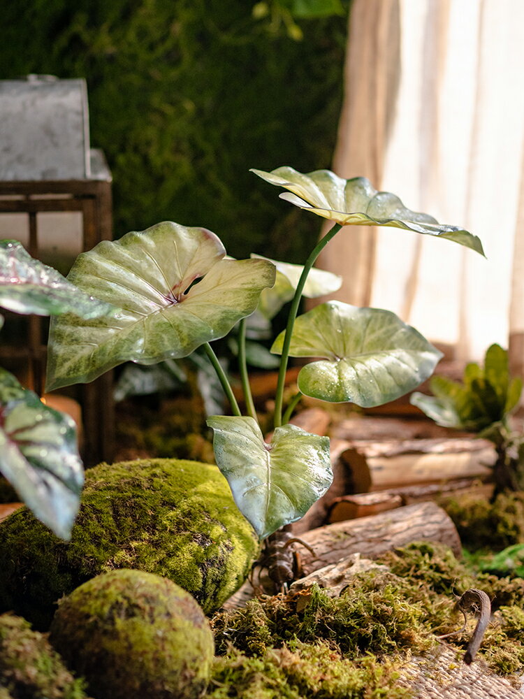 掬涵模擬帶根須蕨類植物手感野芋葉綠植假花熱帶雨林裝飾森系造景