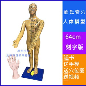 64cm董氏奇穴位人體全身針灸經穴模型12經絡小人雙臂可轉中醫療用