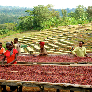 單一品種 WUSH WUSH 衣索比亞 古吉 厭氧日曬處理 咖啡豆 - 半磅