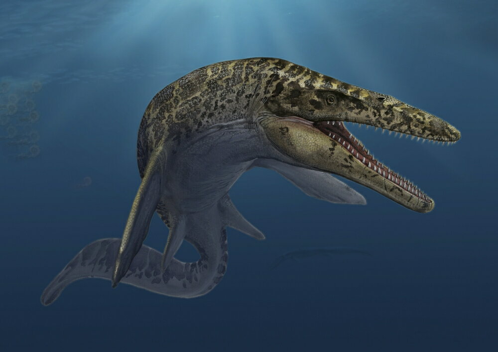 Posterazzi: Mosasaurus hoffmanni swimming in prehistoric waters ...