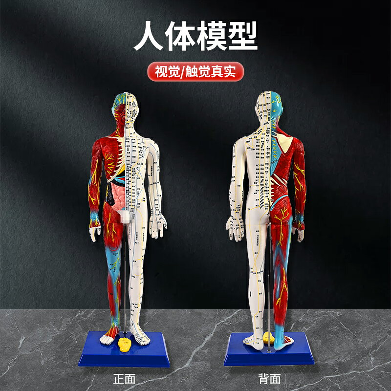 {可打統編 保固一年}人體針灸穴位模型半肌肉骨骼內臟經絡穴位針灸銅人經絡模型人60cm 3