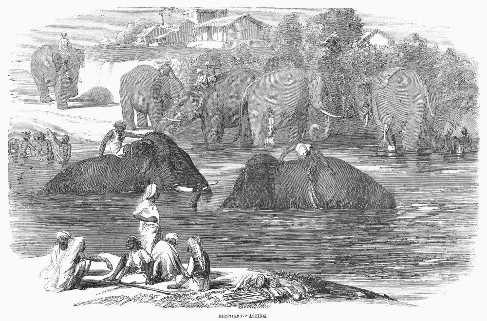 Posterazzi: Elephant Washing 1858 Nbathing Elephants In Southeast Asia ...