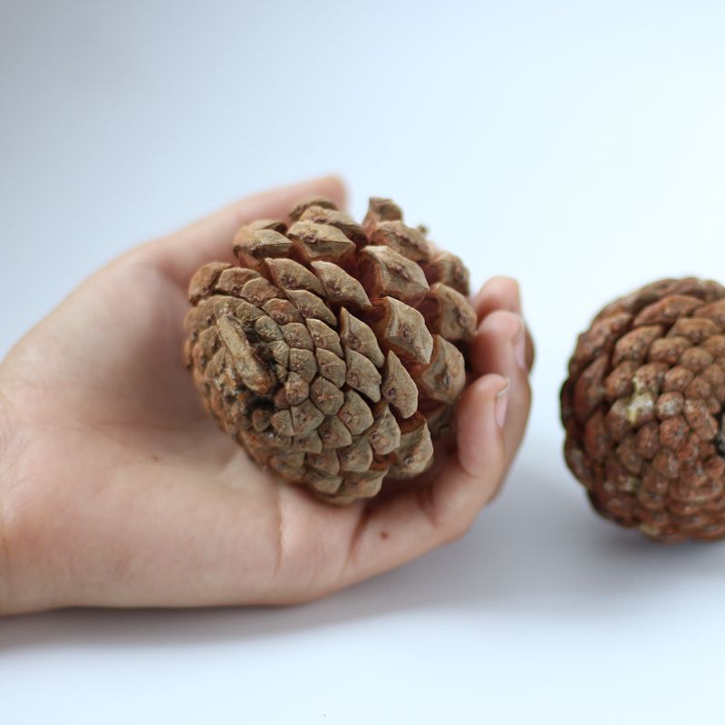 10個小松果天然植物 拍照道具攝影背景裝飾果子松果樹葉圣誕裝飾 3