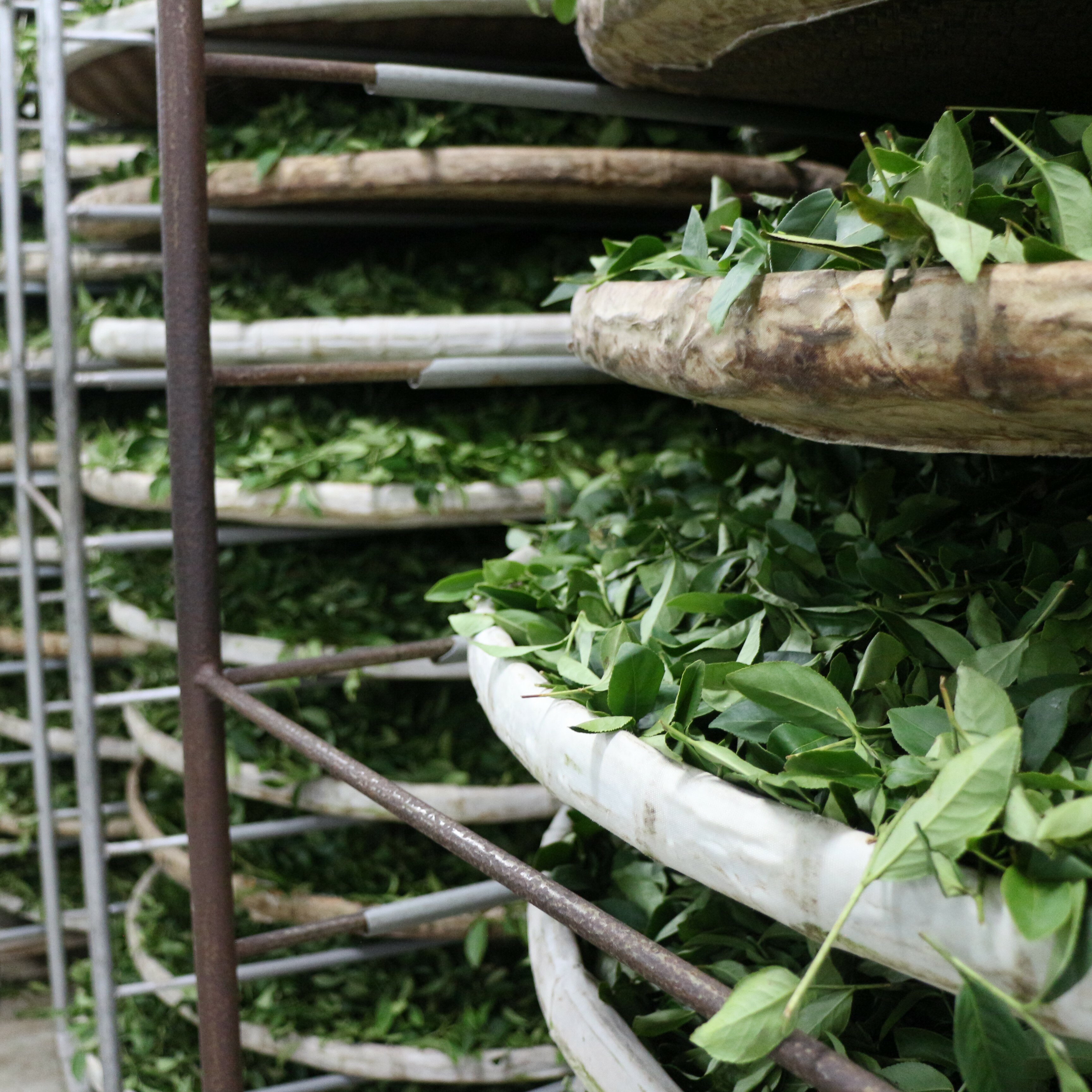 【采樂茶業】 凍頂烏龍茶 TongDing Oolong Tea｜中焙｜ 四兩 (150g)｜焙火烏龍、麥火香 7