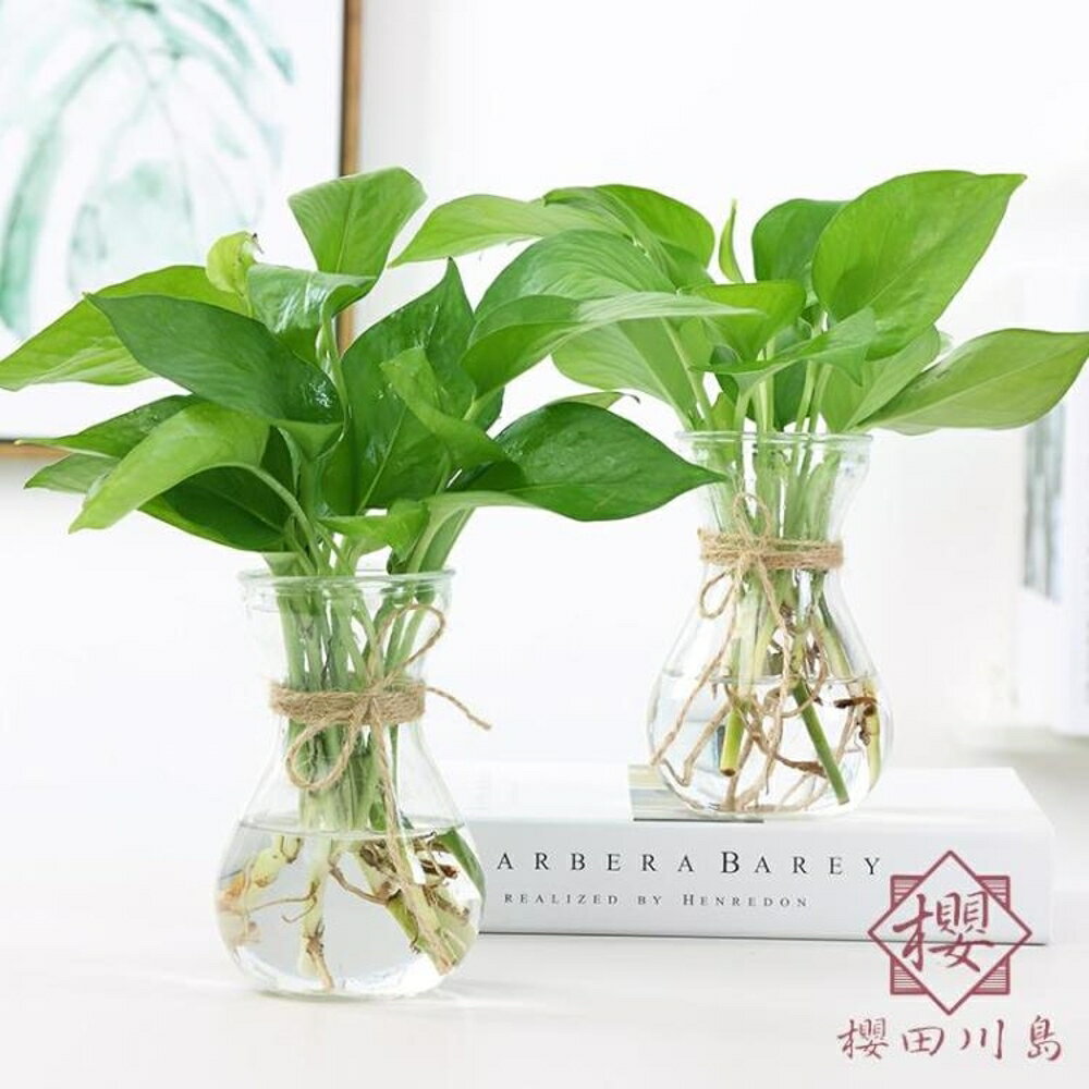 透明水培綠蘿玻璃花瓶植物花瓶客廳插花擺件【櫻田川島】