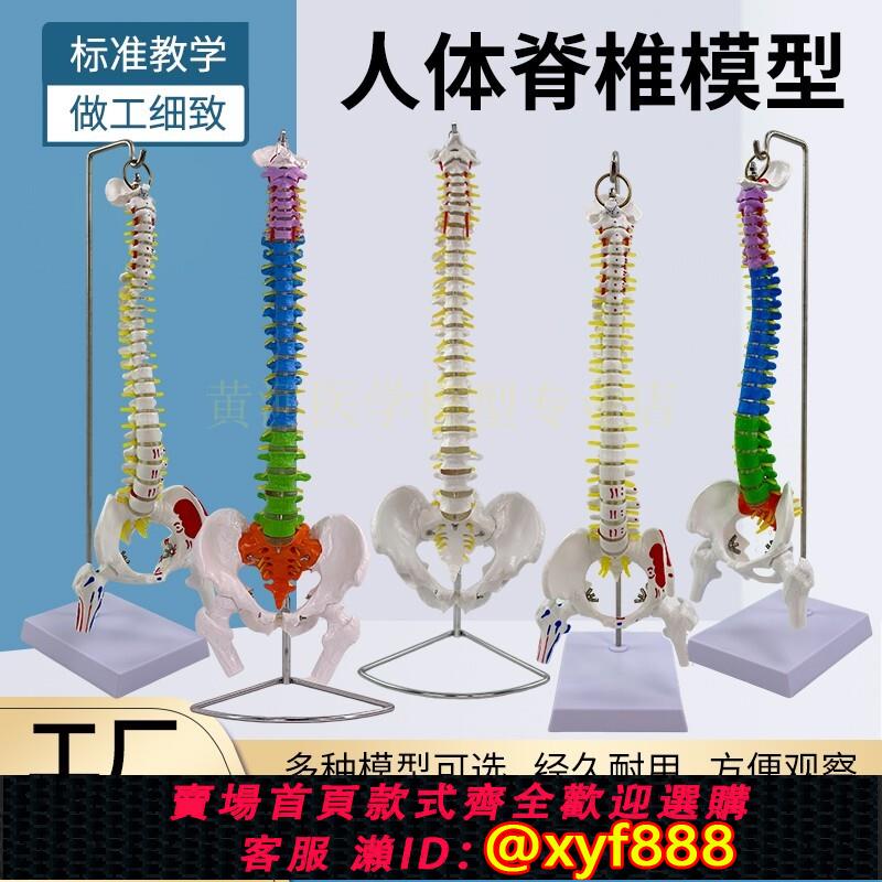 {可打統編 保固一年}80CM自然大脊椎帶盆骨模型 1:1比例脊柱模型 頸胸椎軟腰椎骨盆