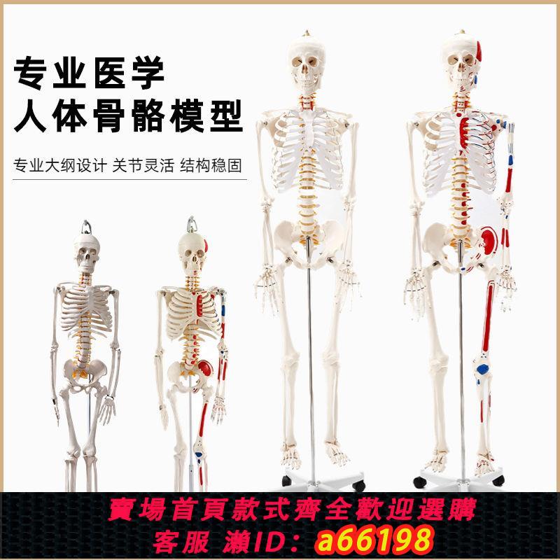 【臺灣公司 可開發票】人體骨骼模型醫用模型人骨架人體骨架成人大白骷髏標本教學脊椎全