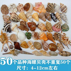 天然海螺貝殼海星魚缸水族箱造景裝飾寄居蟹換殼工藝品收藏小禮物