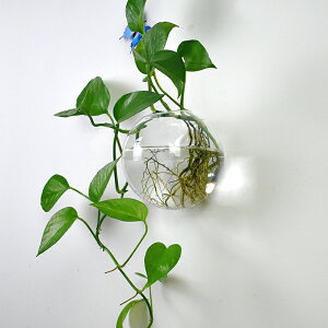 ,創意壁掛水培花瓶富貴竹綠蘿玻璃花盆懸掛式透明小魚缸墻面裝飾