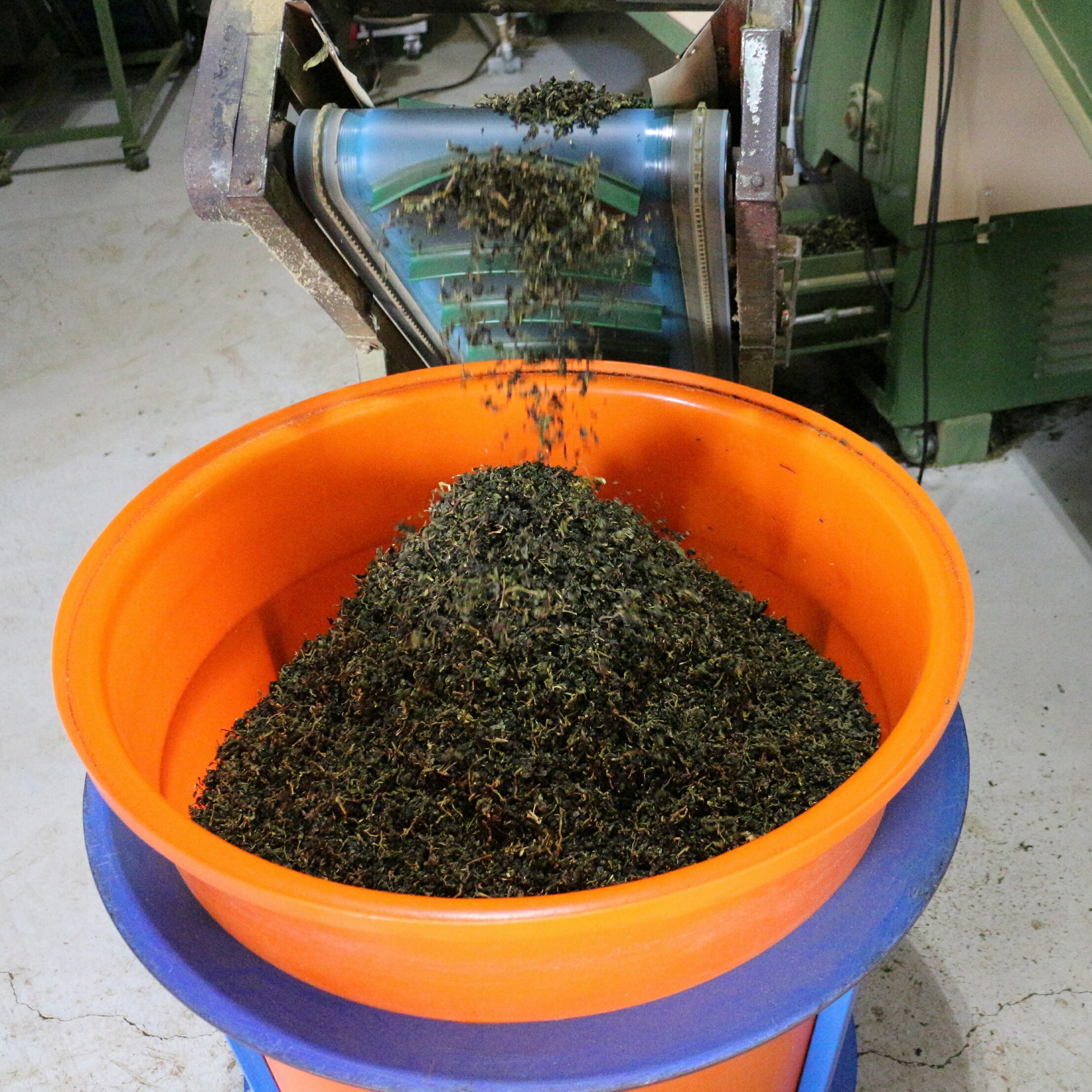 【采樂茶業】 凍頂烏龍茶 TongDing Oolong Tea｜中焙｜ 四兩 (150g)｜焙火烏龍、麥火香 8