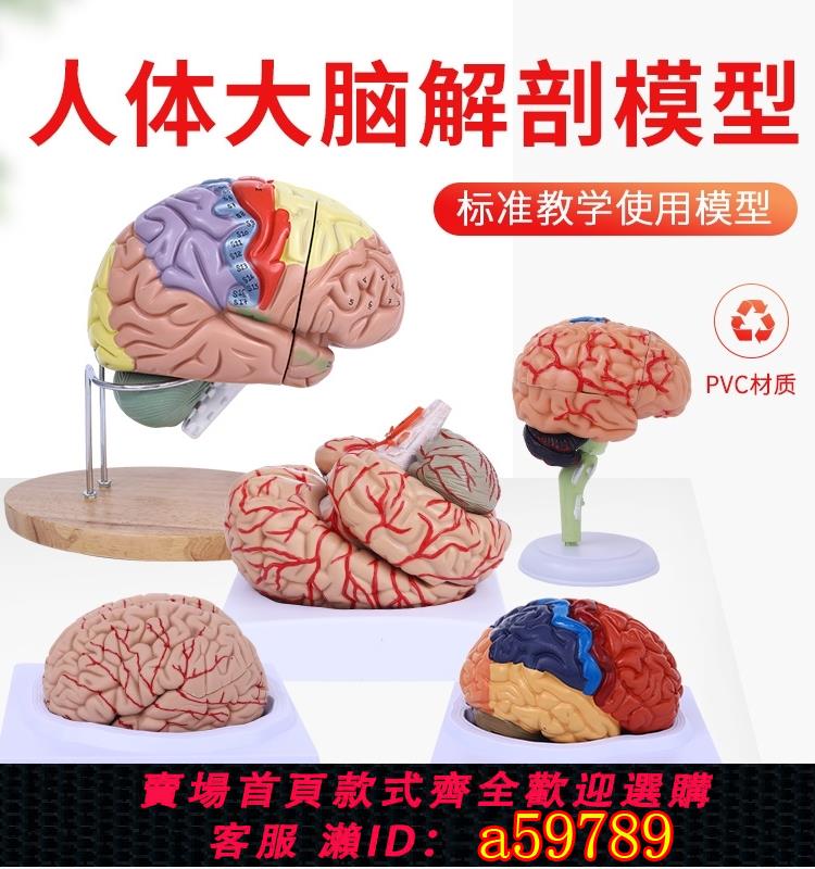 【臺灣公司 可打統編】1:1大腦功能分割槽模型腦模型醫學 模擬腦模型皮層分割槽模型醫學示教