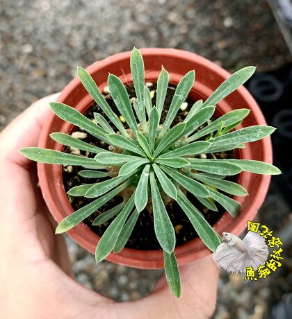 峨嵋山仙人掌峨眉山多肉 3寸盆活體多肉植物仙人掌多肉盆栽送禮小品盆栽室外半日照佳不用常澆水 魚痴的秘密花園 Rakuten樂天市場 峨嵋山仙人掌峨眉山多肉 3寸盆活體多肉植物仙人掌多肉盆栽送禮小品盆栽室外半日照佳不用常澆水 魚痴的秘密花園 Rakuten樂天市場