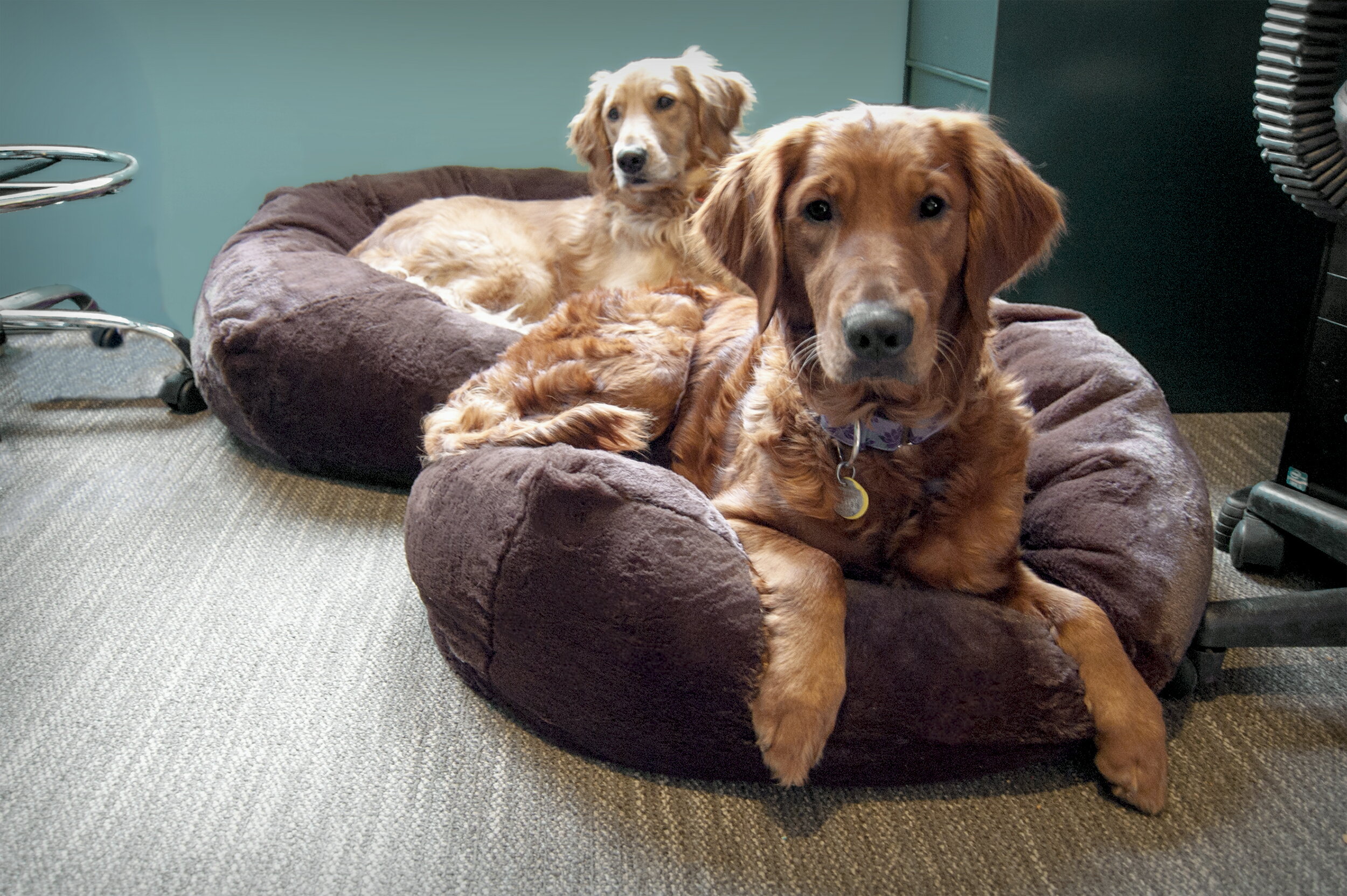 FurHaven Pet Dog Bed  Round Plush Ball Pet Bed for Dogs & Cats, Shell, Small