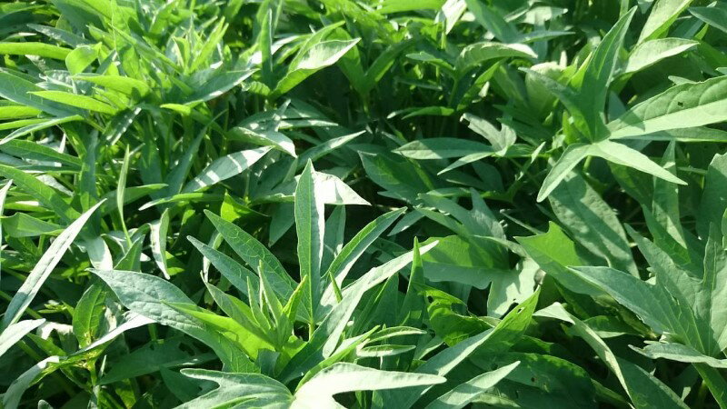 綠地瓜葉（藤和葉）每斤100元 4