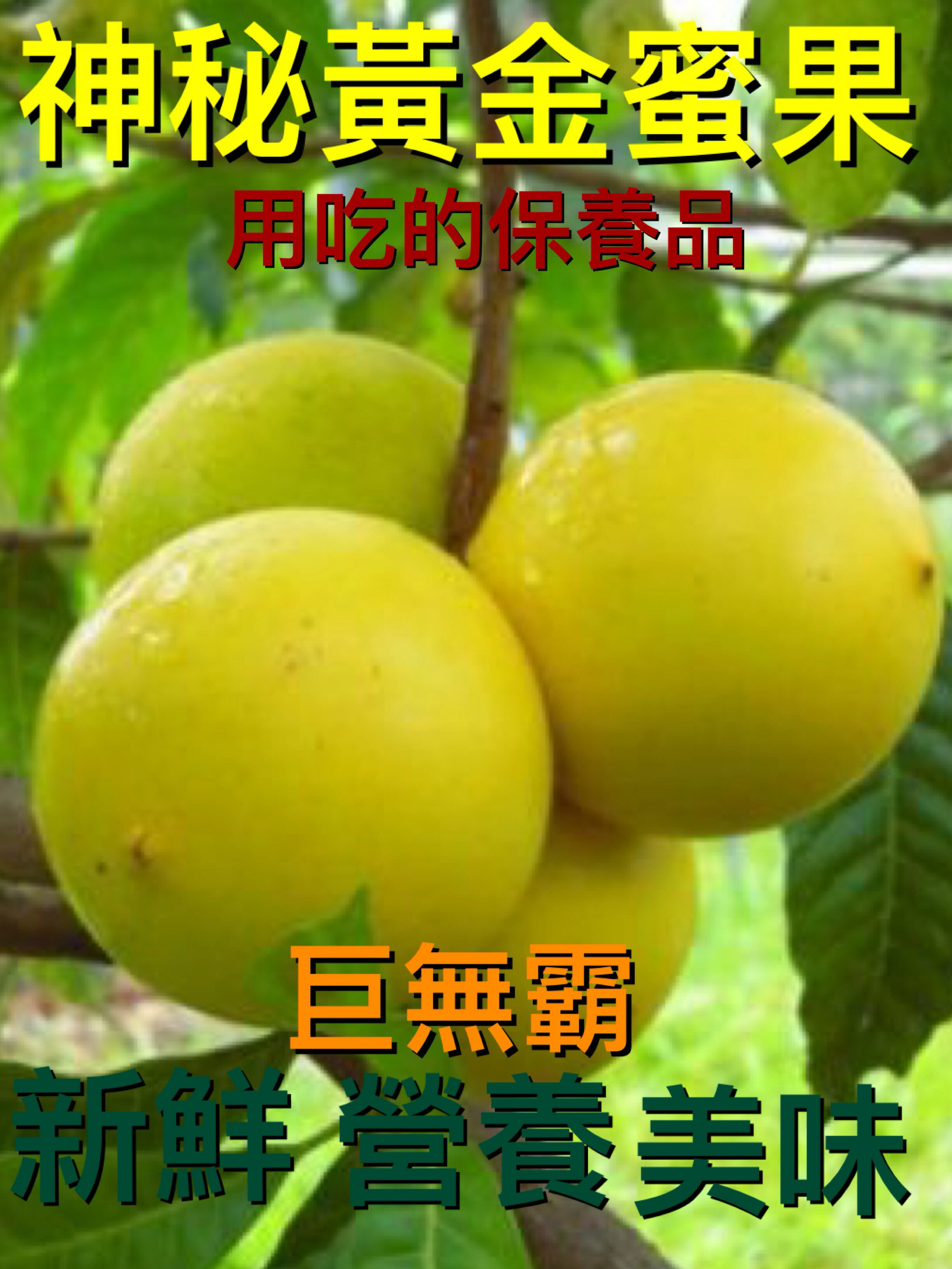 特級黃金蜜果10入【皇家果物】免運