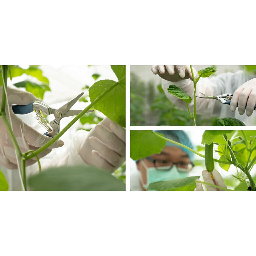 【HOKAS】長刃短刃芽切剪 (觀葉植物 摘果剪 葡萄剪 盆栽剪刀 採果剪 花藝剪刀  剪定鋏 園藝剪 樹枝剪) 5