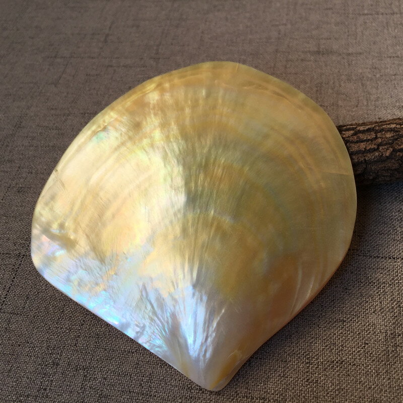 天然海螺黃黑蝶貝殼創意特色家居工藝品攝影道具高檔魚子醬碟擺件