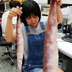 美麗大街【106080604】特長款 漫蹤艦隊collection鹹魚抱枕動漫展毛絨玩具周邊(135公分)