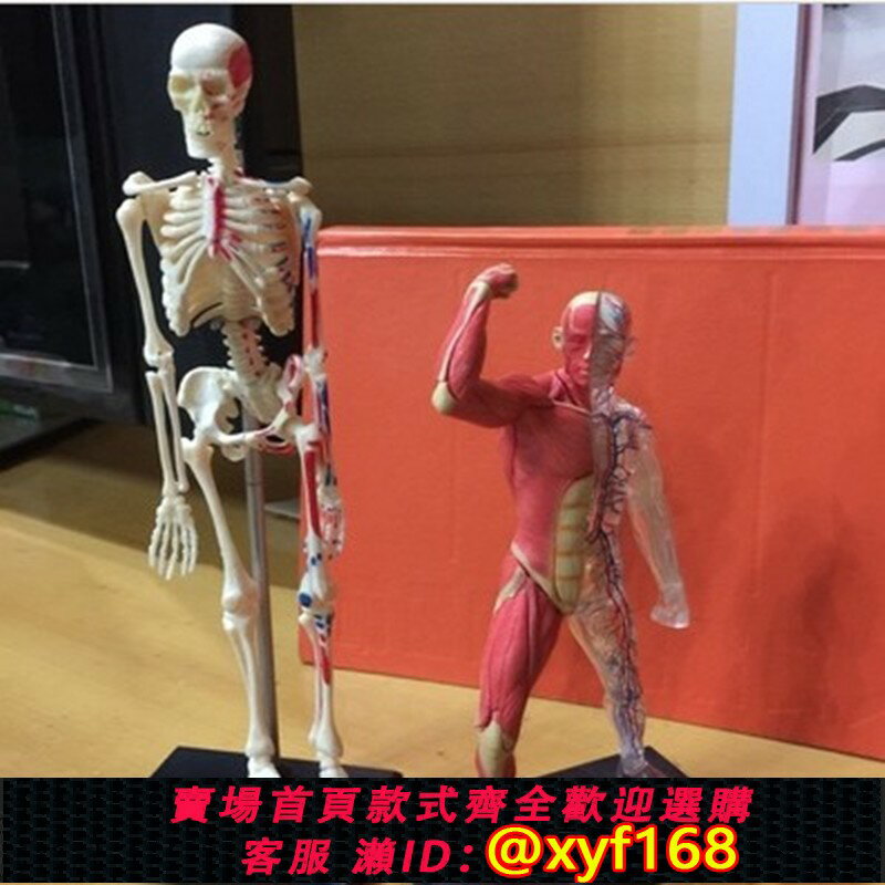 {保固一年 可打統編}4D Master人體器官解剖醫用骨骼結構全骨架拼裝模型骷髏頭起止點