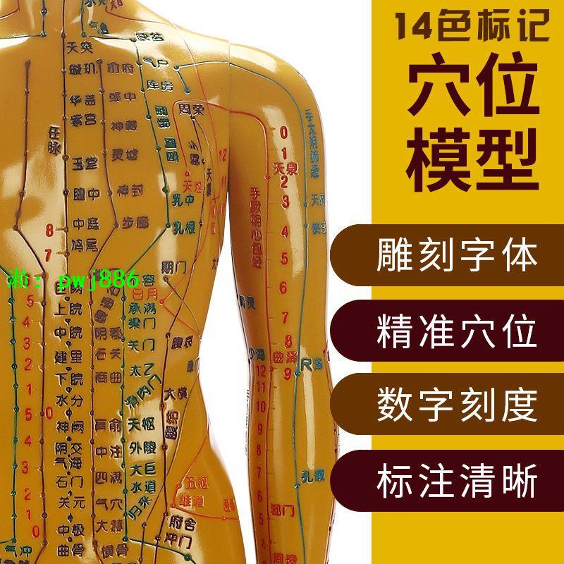 人體經絡穴位圖模型中醫學針灸穴位人體模型全身男女小銅皮人模特