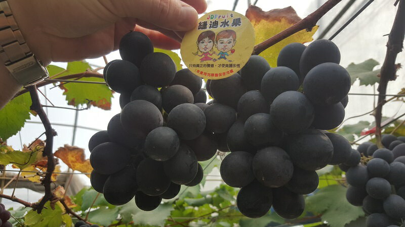 《彰化溪湖》溫室有機巨峰葡萄