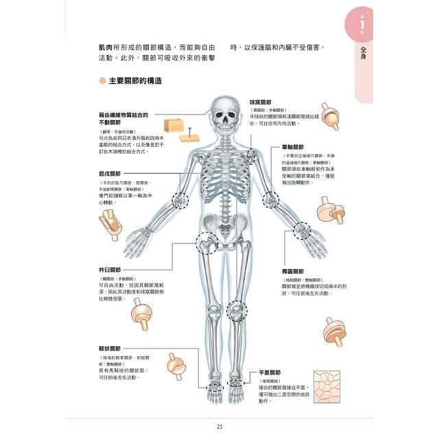 透視人體解剖生理學| 樂天書城直營店| 樂天市場Rakuten