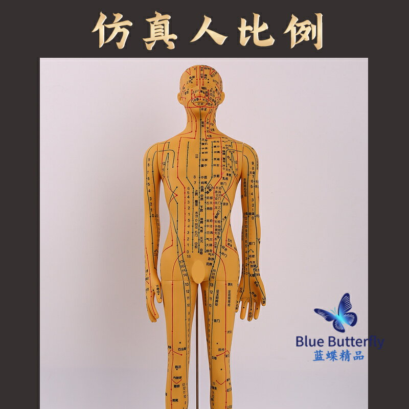 {可打統編 保固一年}針灸人體模型醫用扎針練習小皮人十二經絡穴位圖模特軟膠扎針練習 2
