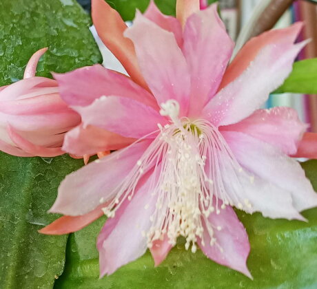 6 7吋盆 粉紅色孔雀仙人掌盆栽 嫁接仙人掌仿曇花仙人掌觀賞花卉送禮小品盆栽 季節限定 出貨時不一定有花 魚痴的秘密花園 Rakuten樂天市場 6 7吋盆 粉紅色孔雀仙人掌盆栽 嫁接仙人掌仿曇花仙人掌觀賞花卉送禮小品盆栽 季節限定 出貨時不一定有花 魚痴的秘密花園 Rakuten樂天市場