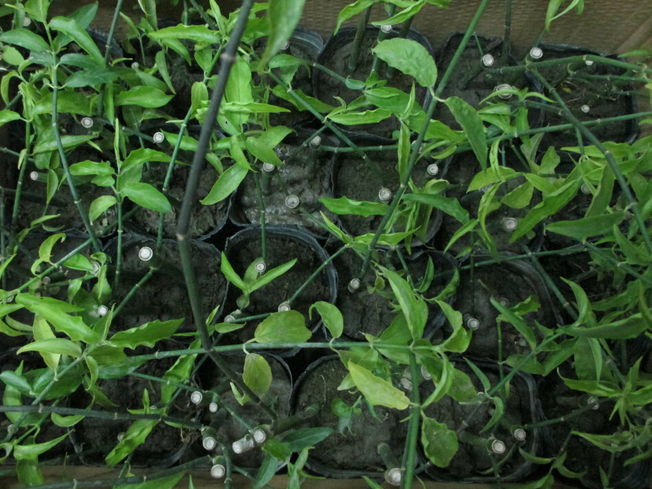 憂遁草(沙巴蛇草)(台灣種植)買5苗多送1苗 8