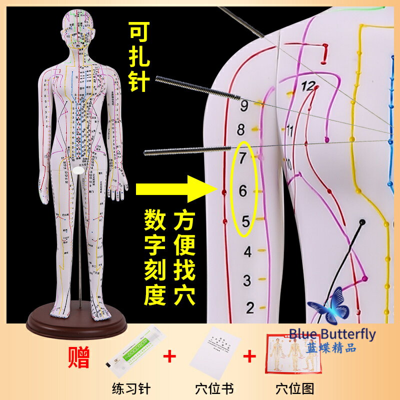 {可打統編 保固一年}針灸人體模型醫用扎針練習小皮人十二經絡穴位圖模特軟膠扎針練習 0
