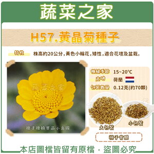 【蔬菜之家】H57.黃晶菊種子(共兩種包裝可選)