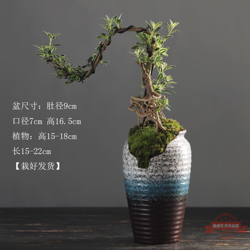 盆景金邊懸崖提根老樁六月雪造景室內四季好養植物小盆景綠植擺件| 連盛