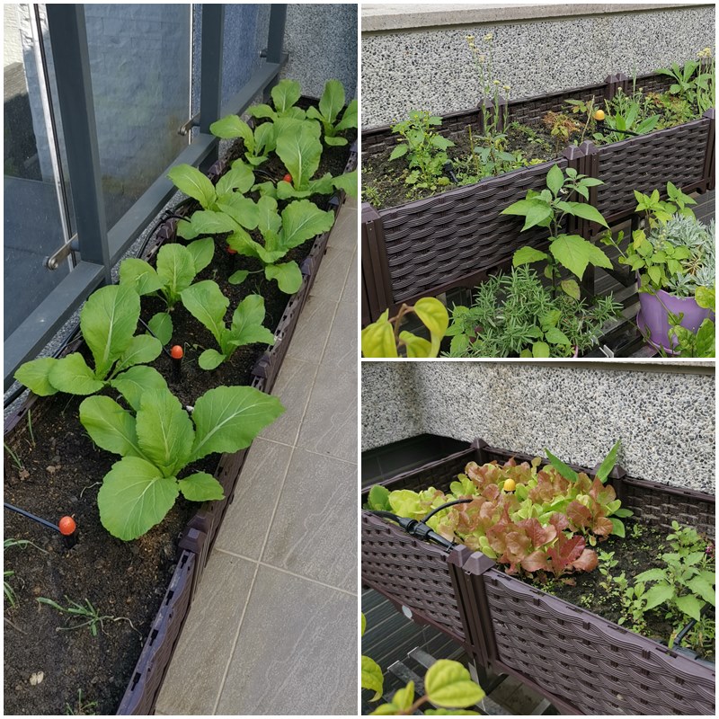 珍愛頌 N051 種植箱種菜箱組合式種植箱栽培箱種菜盆家庭農園陽台綠化花園種菜花箱槽種植盒種菜神器