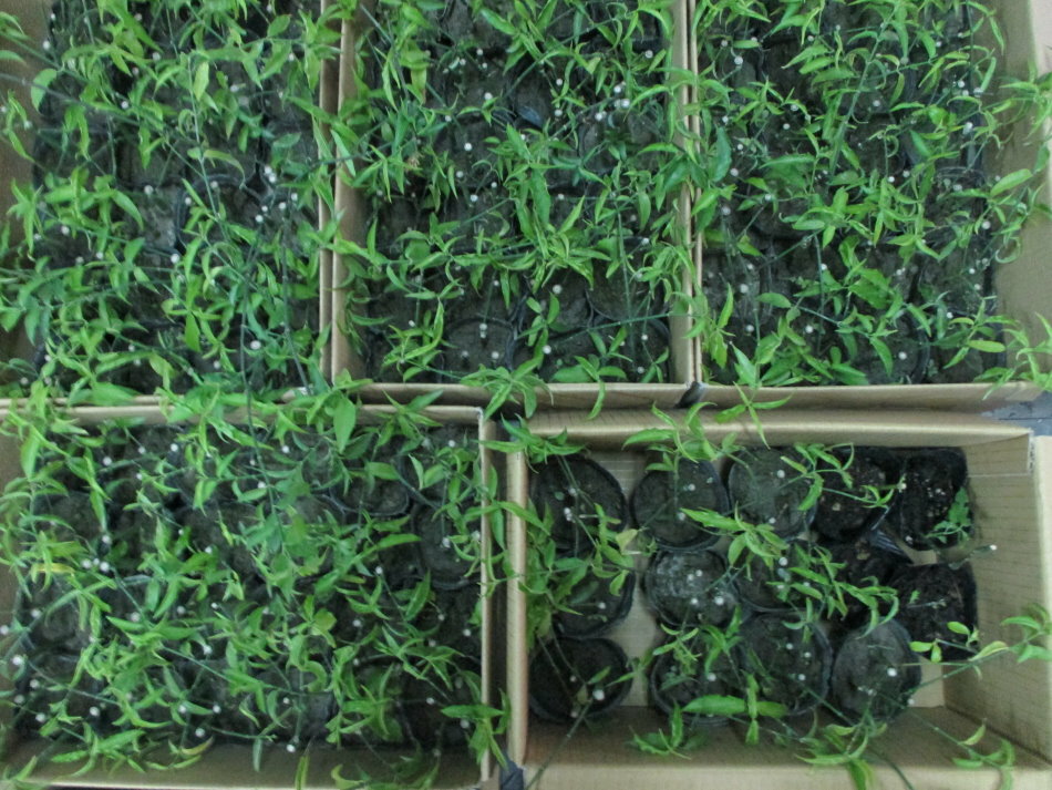 憂遁草(沙巴蛇草)(台灣種植)買5苗多送1苗 5