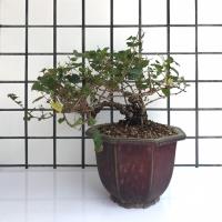 中品盆栽 盆景 盆景 盆栽 E 平台 Rakuten樂天市場 中品盆栽 盆景 盆景 盆栽 E 平台 Rakuten樂天市場