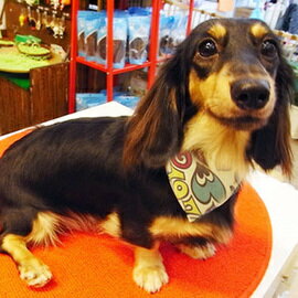 DOCKY設計 手工「狗領巾」復古POP