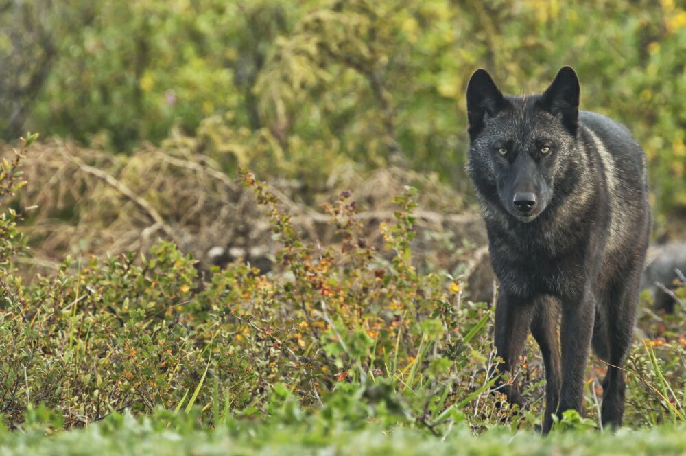 Posterazzi: Black wolf (Canis lupus) along the coast of Hudson Bay ...