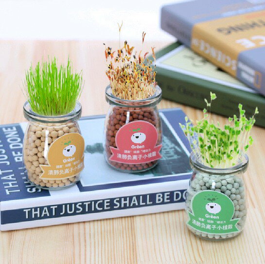 桌面迷你盆栽水培植物球藻微景觀生態瓶擺件創意DIY小盆栽