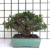 中品盆栽 盆景 盆景 盆栽 E 平台 Rakuten樂天市場 中品盆栽 盆景 盆景 盆栽 E 平台 Rakuten樂天市場