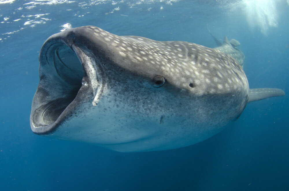 Posterazzi: Whale shark feeding on plankton near surface at Isla