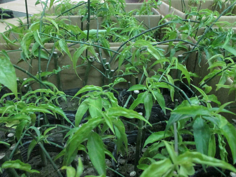 憂遁草(沙巴蛇草)(台灣種植)買5苗多送1苗 7