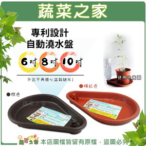 【蔬菜之家】專利設計自動澆水盤6吋、8吋、10吋(磚紅色、棕色共兩色可選)